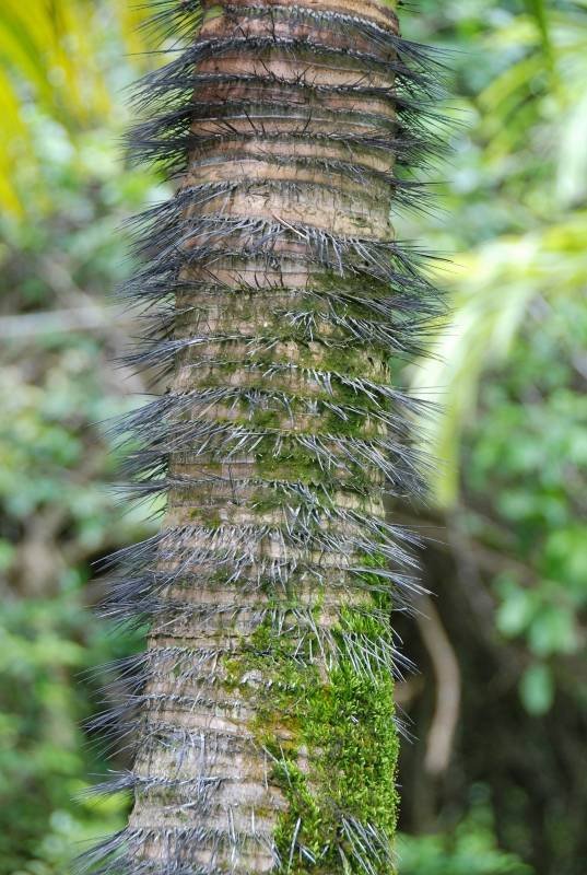 Arecaceae - Verschaffeltia splendida9.JPG