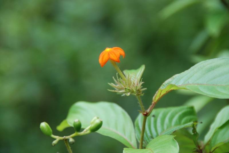 Rubiaceae - Mussaenda frondosa1.jpg
