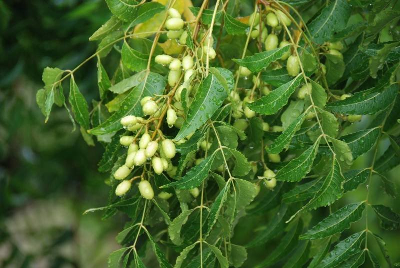 Meliaceae - Azadirachta indica2.JPG
