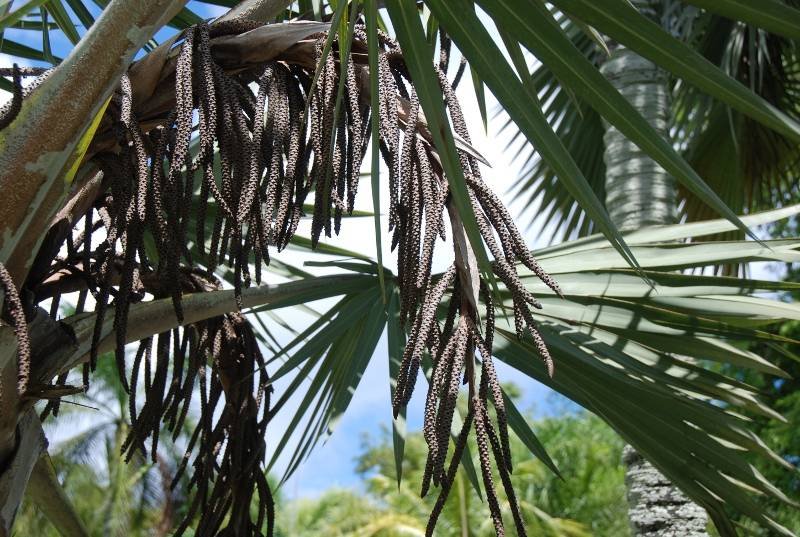 Arecaceae - Latania loddigesii2.JPG