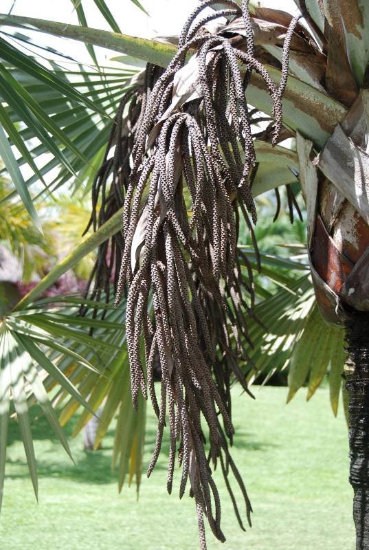 Arecaceae - Latania lontaroides2.JPG