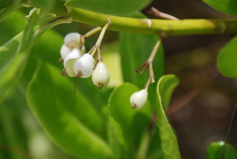 Goodeniaceae - Scaevola taccada6.jpg