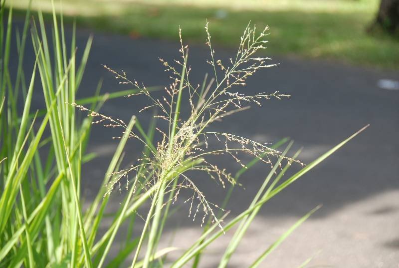 Poaceae - Megathyrsus maximus3.JPG