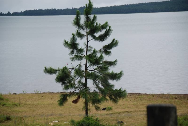 Pinaceae - Pinus caribaea var. hondurensis2.JPG