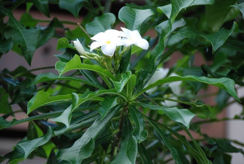 Apocynaceae - Plumeria pudica3.JPG