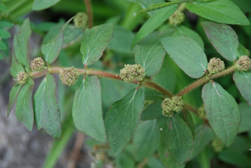 Euphorbiaceae - Chamaesyce hirta5.JPG