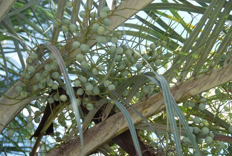 Arecaceae - Dypsis decaryi2.JPG