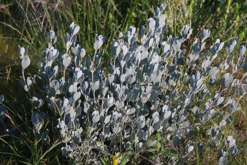 Acanthaceae - Petalidium englerianum5.JPG