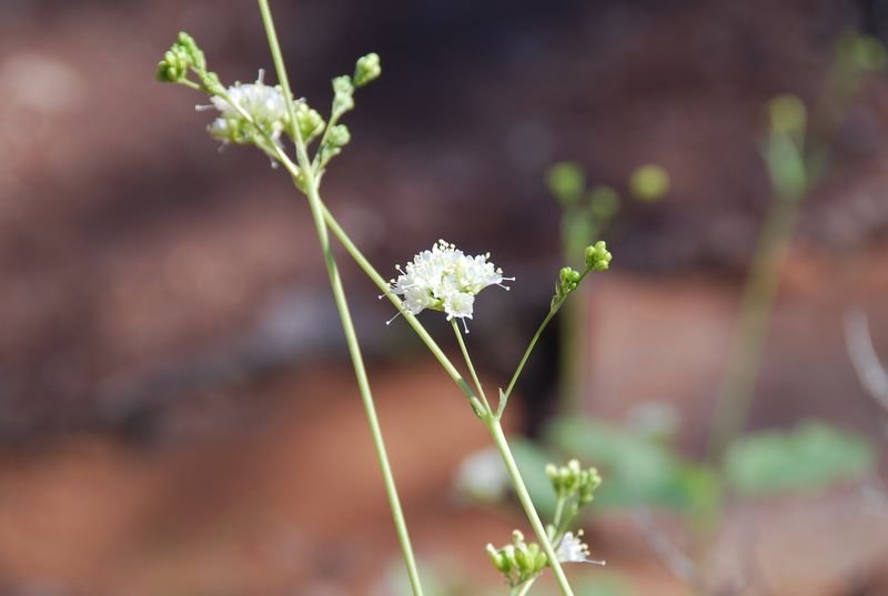 Nyctaginaceae - Boerhavia deserticola7.JPG
