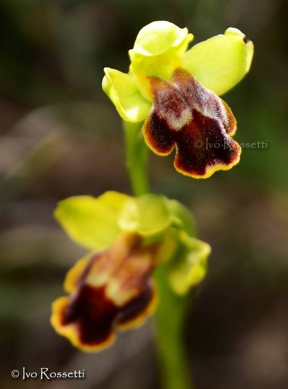 Ophrys1.jpg