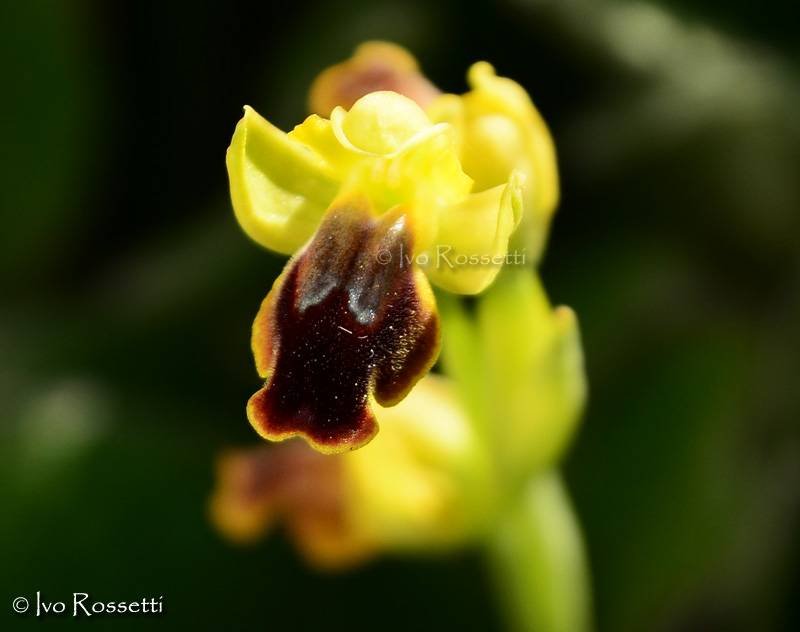 Ophrys2.jpg