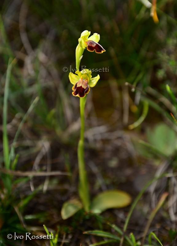 Ophrys3.jpg