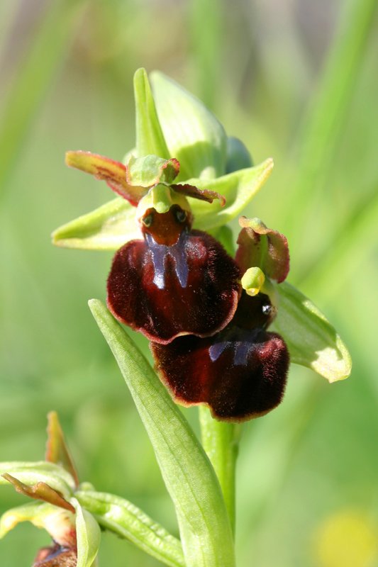 Ophrys sphegodes 1.jpg