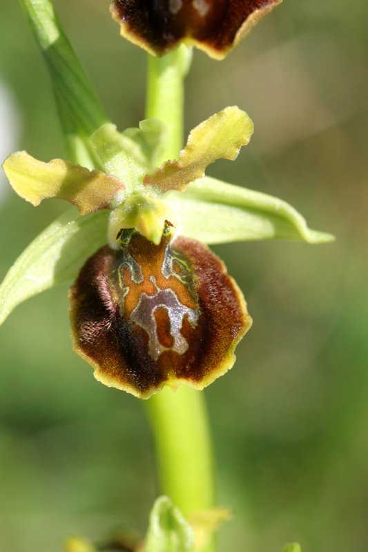 Ophrys sphegodes 2.jpg