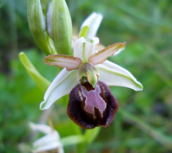 Ophrys-sphegodes-Mill (copy).-subs.jpg