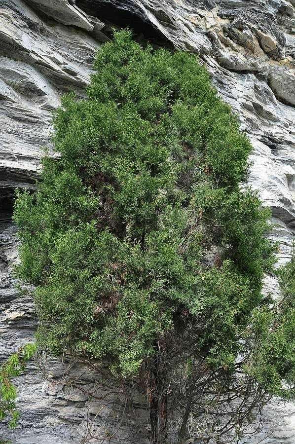 Juniperus phoenicea2x.jpg