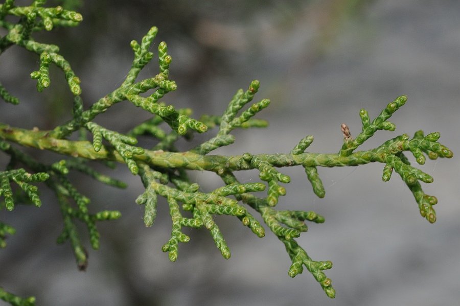 Juniperus phoenicea3.jpg