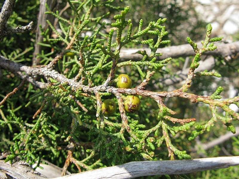 Juniperus phoenicea4a.jpg