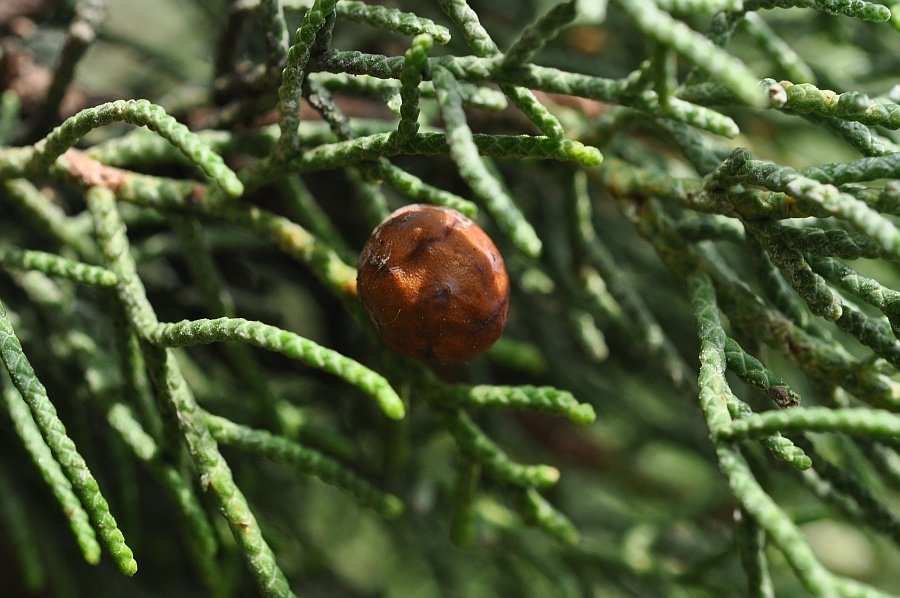 Juniperus phoenicea4.jpg