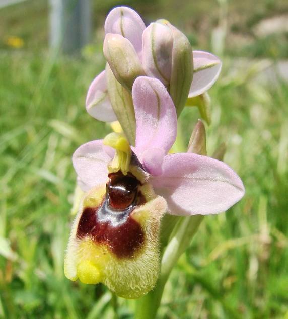 Ophrys  sp AP! Sard Centr 17-04-2016 (11).jpg