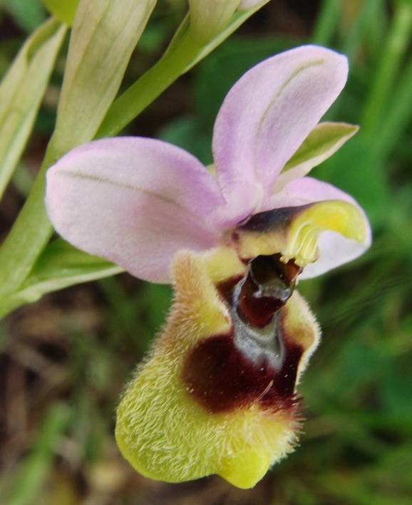 Ophrys  sp AP! Sard Centr 17-04-2016 (13).jpg