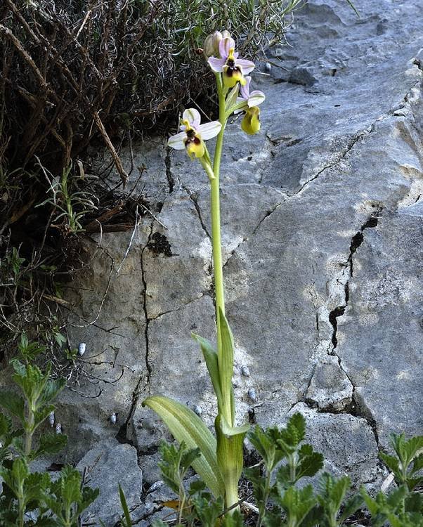 Ophrys tenthredinifera_01.jpg