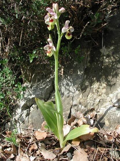 Ophrys-tenthredinifera2004.jpg