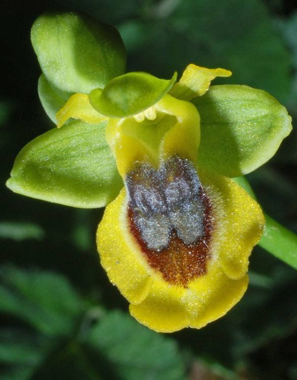 Ophrys  lutea (6).jpg