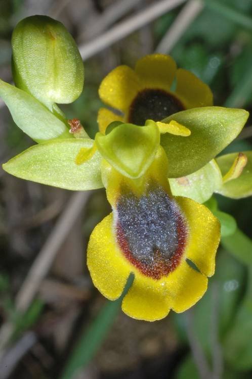 Ophrys  lutea (8).jpg