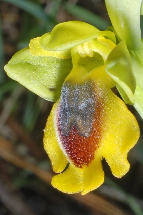Ophrys  lutea (9).jpg