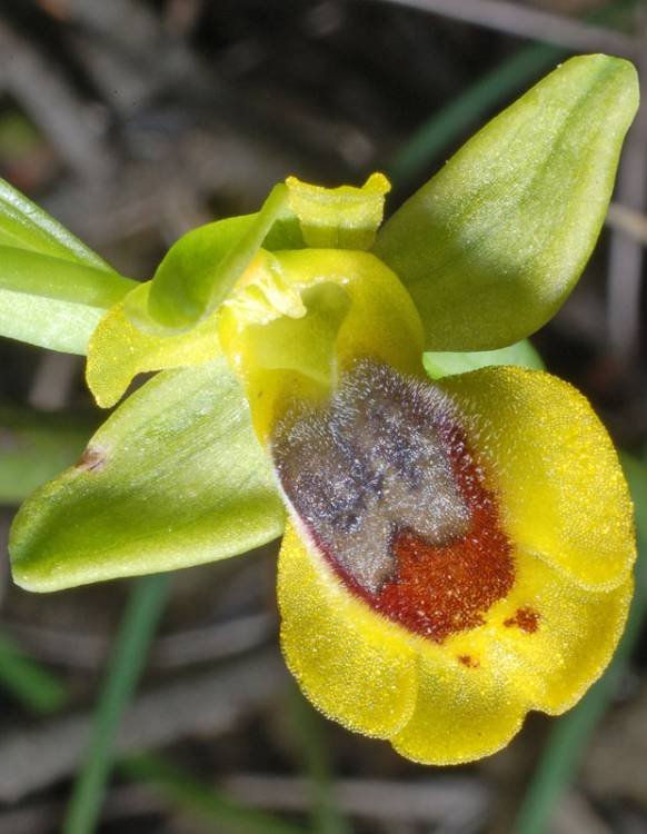 Ophrys  lutea (11).jpg