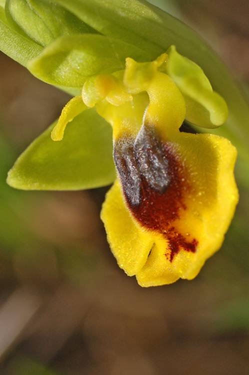 Ophrys  lutea (18).jpg
