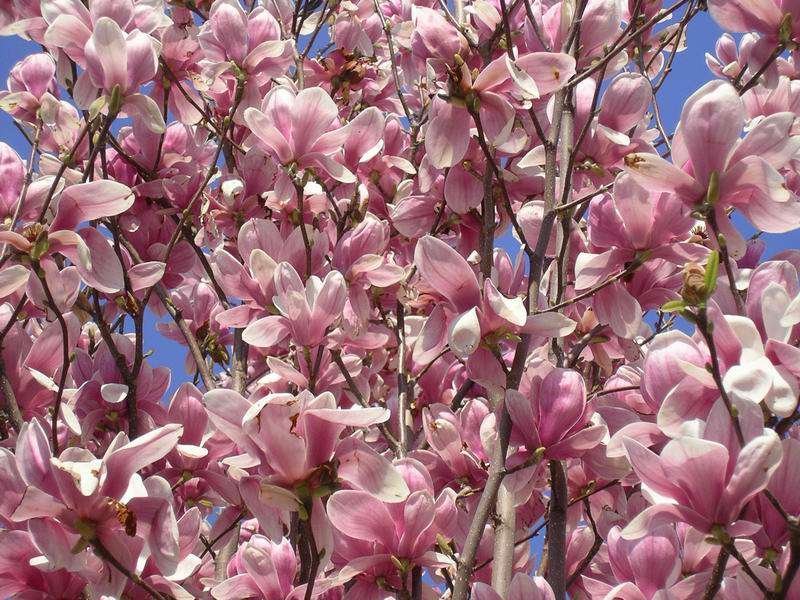 Magnolia (3).jpg