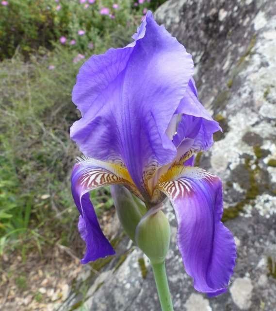 Iris pallida Lam. (569x640).jpg