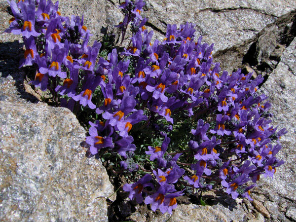 Linaiola d'Alpe (Linaria alpina)