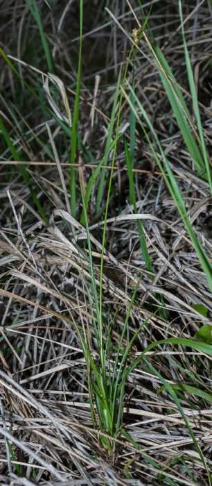 Carex 5.jpg
