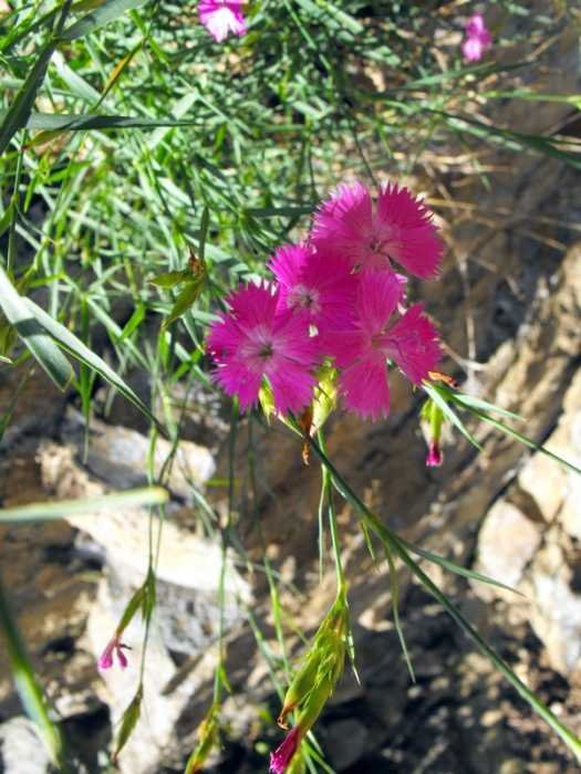 05 - Dianthus carthusianorum.jpg