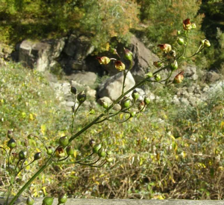 scrophularia auriculata3.jpg