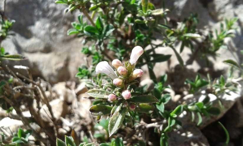Satureja montana L. subsp. montana (b).jpg