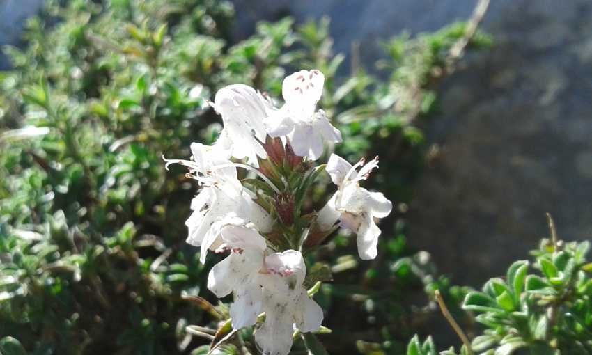 Satureja montana L. subsp. montana (e).jpg