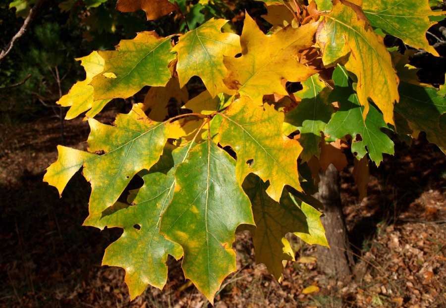 Quercus-rubra-45-(10).jpg