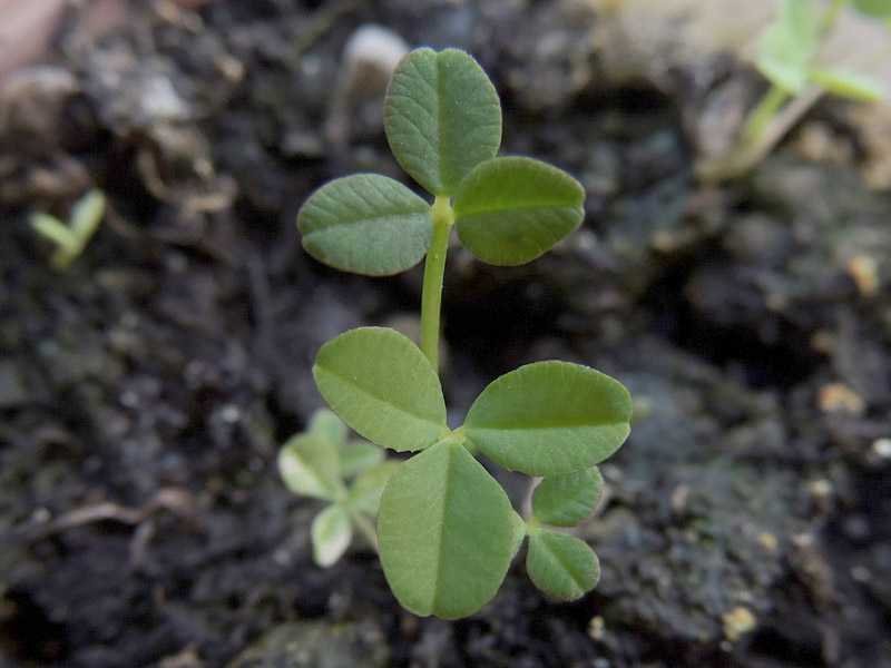 Trifolium_fragiferum_sviluppo (5).jpg