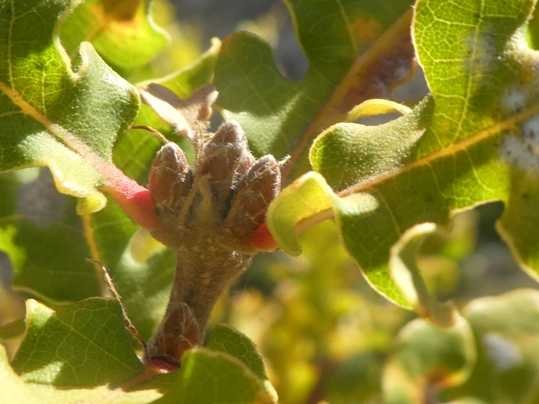 Quercus robur L. (e.jpg