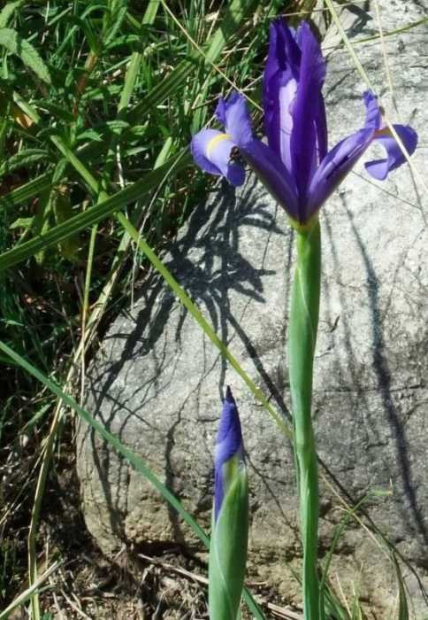 Iris xiphium L.1.jpg
