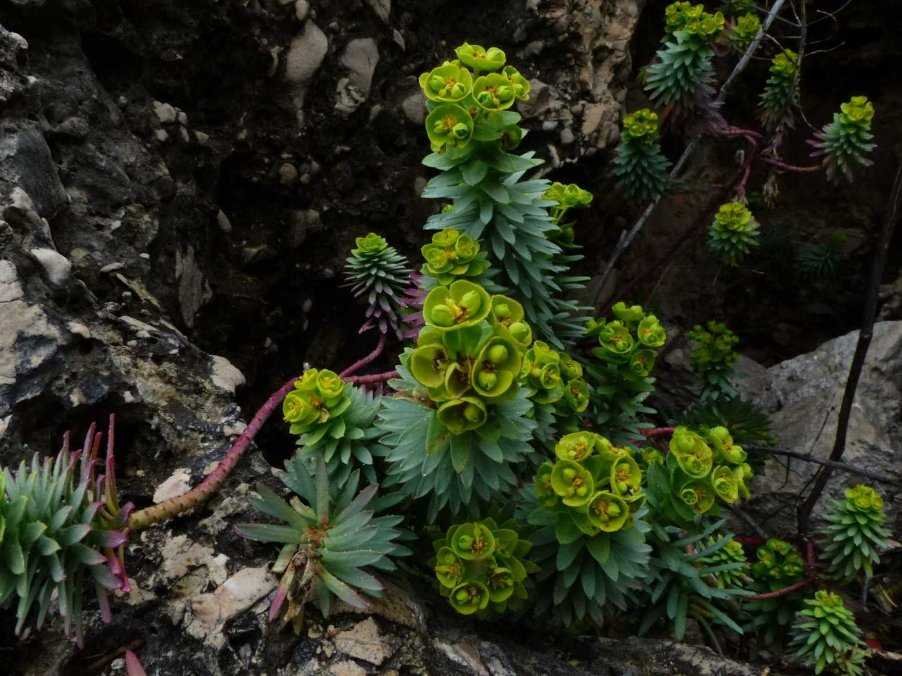 Euphorbia sp..jpg