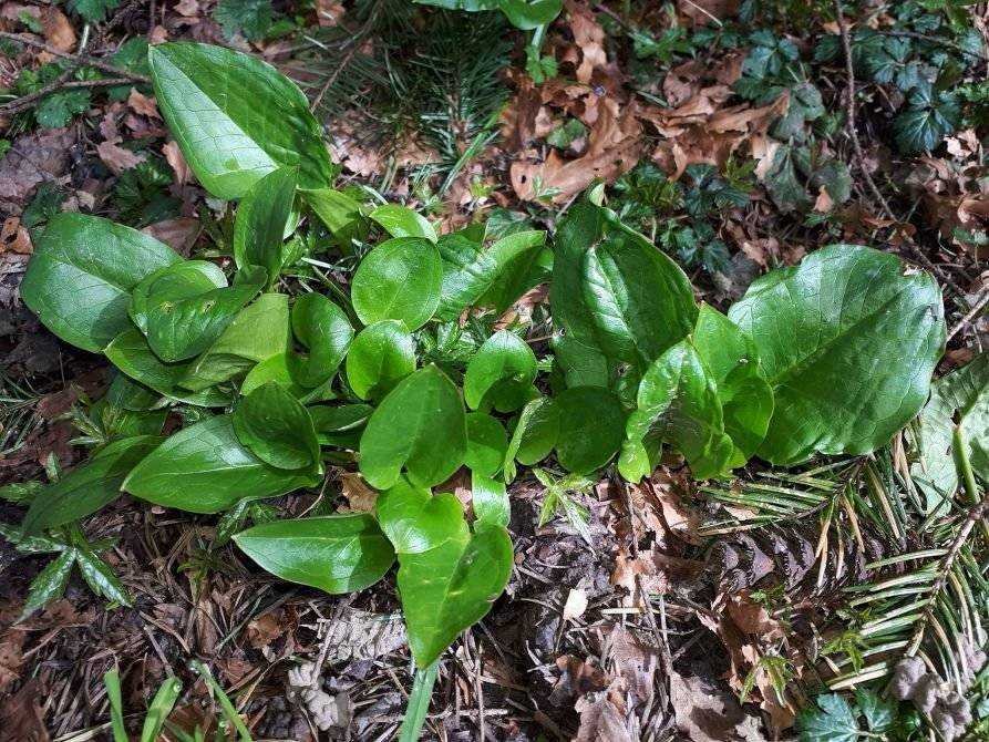 Arum maculatum (3).jpg