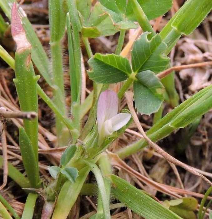 Trifolium ornithopodioides - Rebuttone - 15-04-2018 09-52-029.jpg
