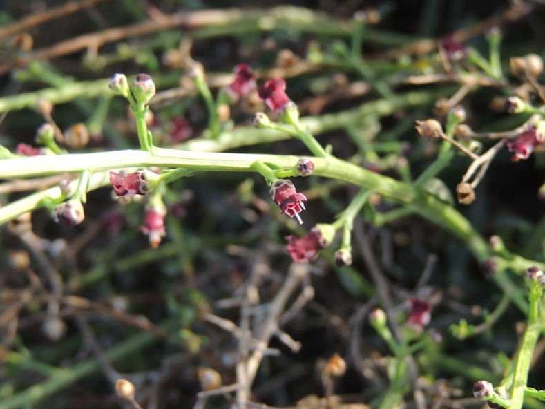 Scrophularia ramosissima (3).jpg