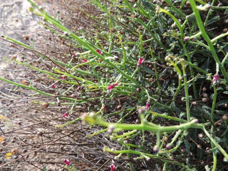 Scrophularia ramosissima (4).jpg