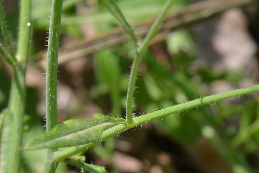 Arabidopsis arenosa (L.) Lawalrée.jpg